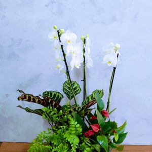 Arranjo Mix de Plantas e Orquídea